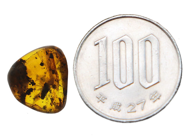 およそ3000万年前の植物片を内包したドミニカ産琥珀(Amber)(その8)