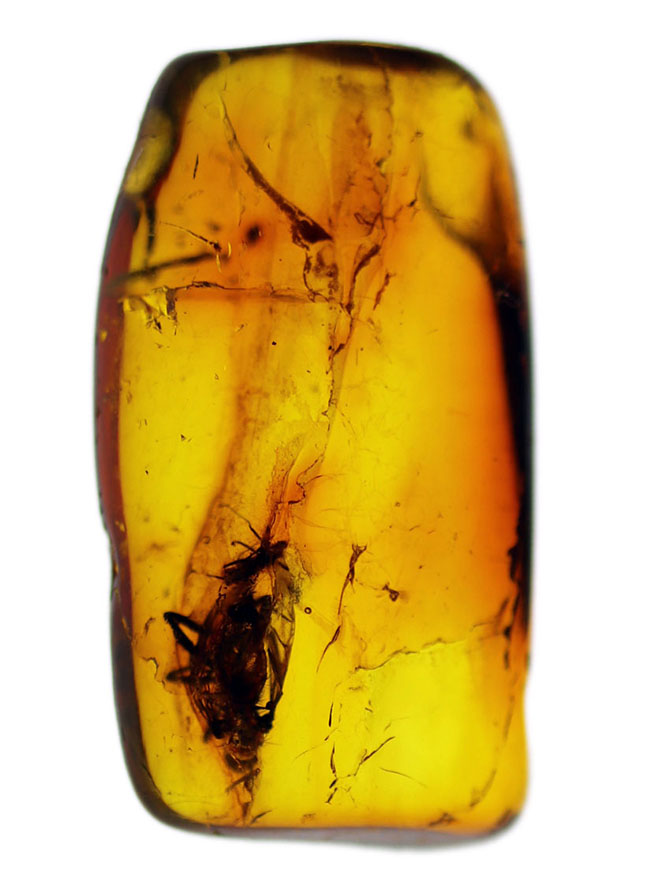 古代からタイムスリップしてきたようなオドリバエが包まれた、バルト海産琥珀(Amber)(その2)