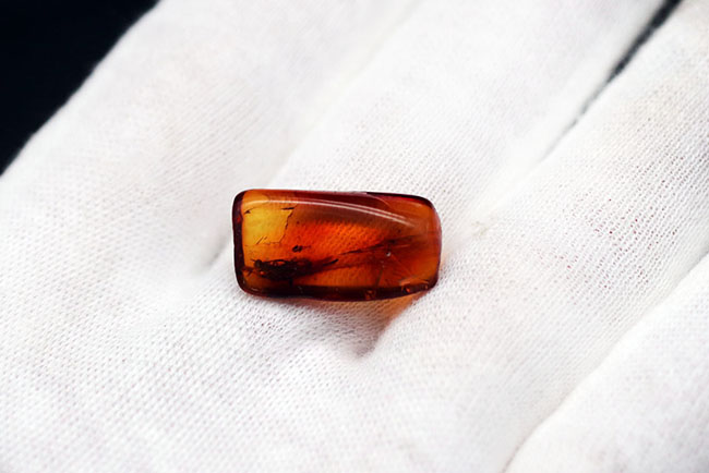 古代からタイムスリップしてきたようなオドリバエが包まれた、バルト海産琥珀(Amber)(その3)