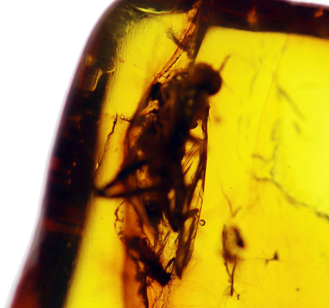 古代からタイムスリップしてきたようなオドリバエが包まれた、バルト海産琥珀(Amber)(その4)