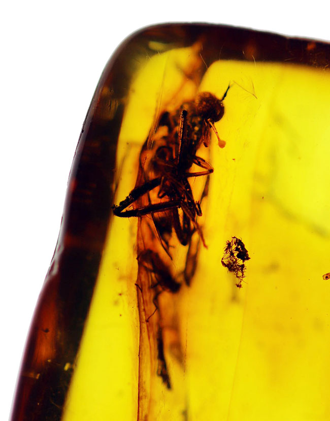 古代からタイムスリップしてきたようなオドリバエが包まれた、バルト海産琥珀(Amber)(その5)