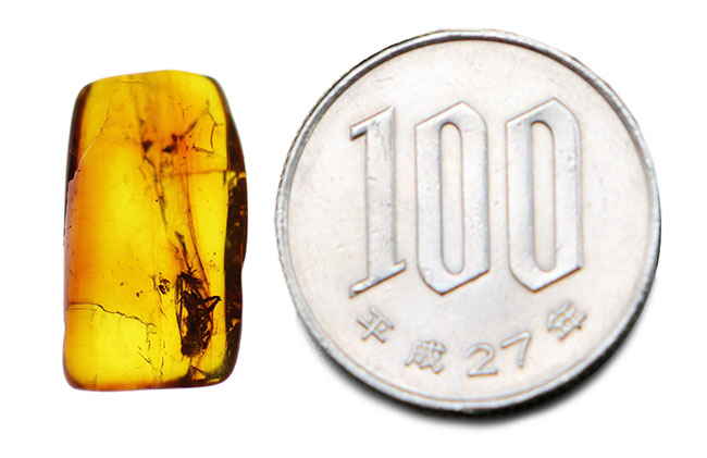 古代からタイムスリップしてきたようなオドリバエが包まれた、バルト海産琥珀(Amber)(その6)