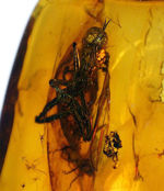 古代からタイムスリップしてきたようなオドリバエが閉じ込められた、バルト海産琥珀(Amber)