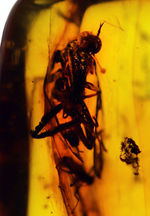 古代からタイムスリップしてきたようなオドリバエが包まれた、バルト海産琥珀（Amber）