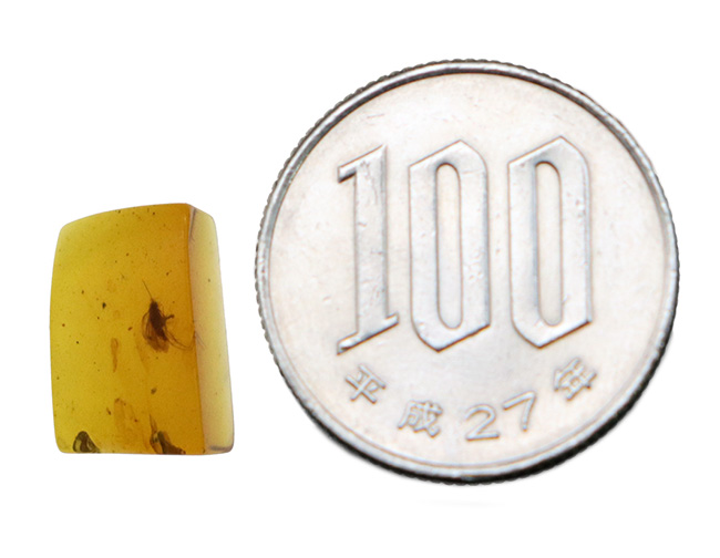 琥珀コレクター、憧れの標本、恐竜時代の琥珀、バーマイト（Burmite）。虫を内包！（その8）
