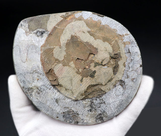 珍しい！サーモンピンクを呈するカラフルなゴニアタイト（Goniatite）の化石（その7）
