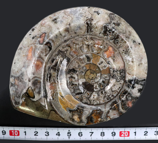 珍しい!サーモンピンクを呈するカラフルなゴニアタイト(Goniatite)の化石(その8)