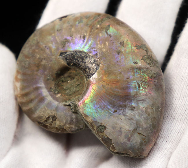 希少色の紫を呈するマダガスカル産のアンモナイト、クレオニセラス（Cleoniceras）の化石（その3）
