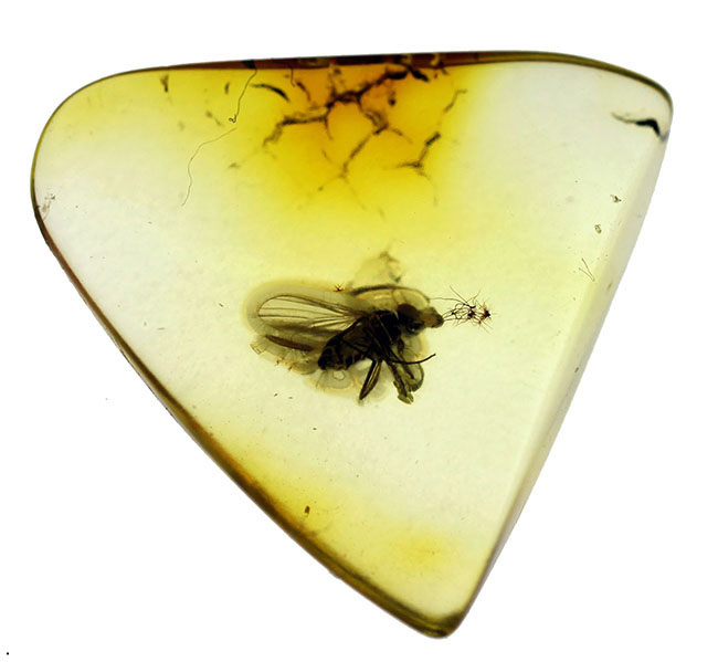 肉眼で視認可能。アシナガバエ科の虫を内包したバルト海産の虫入り琥珀(Amber)。専用ケース付き。(その1)