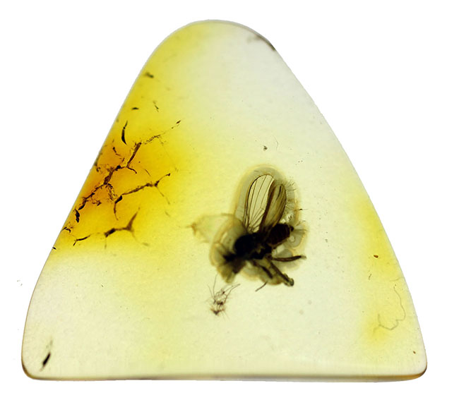 肉眼で視認可能。アシナガバエ科の虫を内包したバルト海産の虫入り琥珀（Amber）。専用ケース付き。（その3）