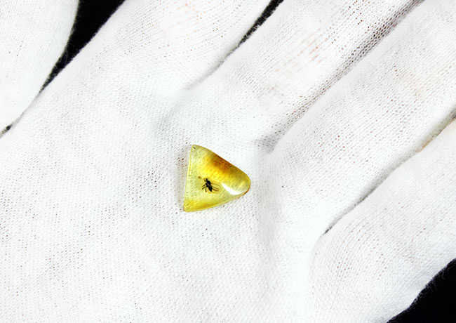 肉眼で視認可能。アシナガバエ科の虫を内包したバルト海産の虫入り琥珀（Amber）。専用ケース付き。（その4）