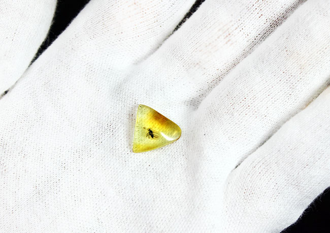 肉眼で視認可能。アシナガバエ科の虫を内包したバルト海産の虫入り琥珀(Amber)。専用ケース付き。(その4)