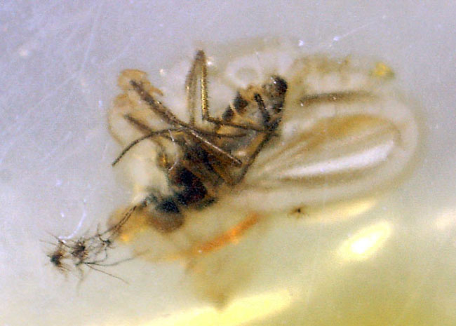 肉眼で視認可能。アシナガバエ科の虫を内包したバルト海産の虫入り琥珀(Amber)。専用ケース付き。(その5)