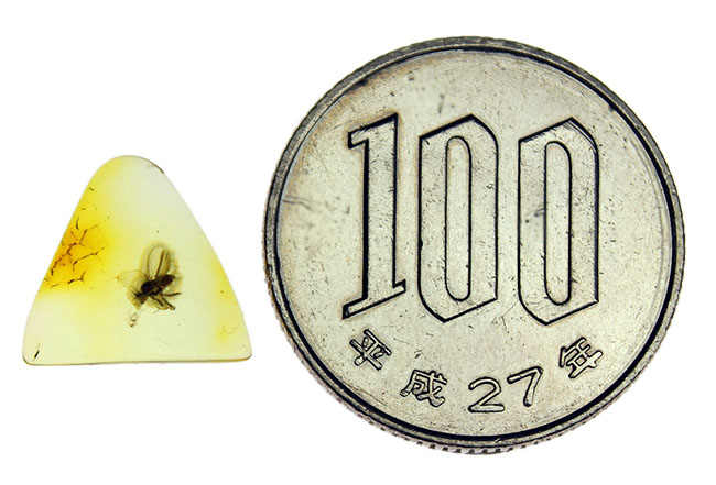 肉眼で視認可能。アシナガバエ科の虫を内包したバルト海産の虫入り琥珀(Amber)。専用ケース付き。(その7)