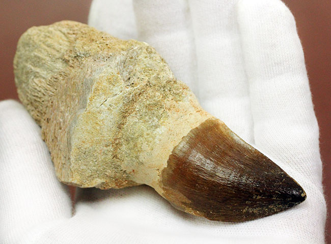 希少！百聞は一見に如かず、デンタルバッテリーを備えた白亜紀の海の