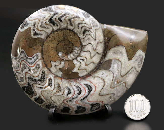 大きい、直径最大部114ミリ！アンモナイトの祖先、ゴニアタイト