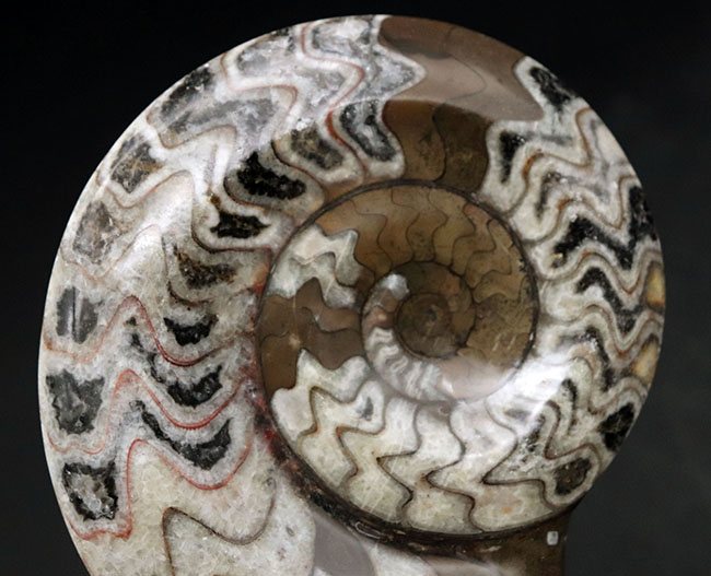 大きい、直径最大部114ミリ！アンモナイトの祖先、ゴニアタイト