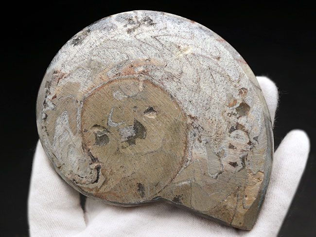 大きい、直径最大部１１４ミリ！アンモナイトの祖先、ゴニアタイト（Goniatite）化石。ホワイトとカーキのツートン（その8）
