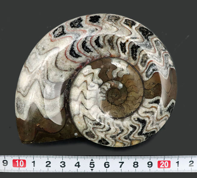 大きい、直径最大部１１４ミリ！アンモナイトの祖先、ゴニアタイト（Goniatite）化石。ホワイトとカーキのツートン（その9）