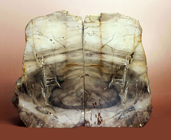 2面の展示方法ができる古代の木化石、ブラジル産珪化木(ケイカボク)(その1)