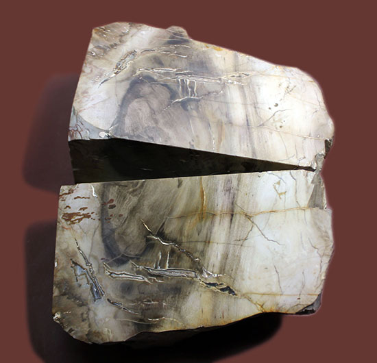 2面の展示方法ができる古代の木化石、ブラジル産珪化木(ケイカボク)(その2)