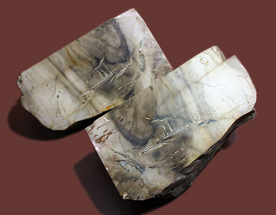 2面の展示方法ができる古代の木化石、ブラジル産珪化木 2面の展示方法ができる古代の木化石、ブラジル産珪化木