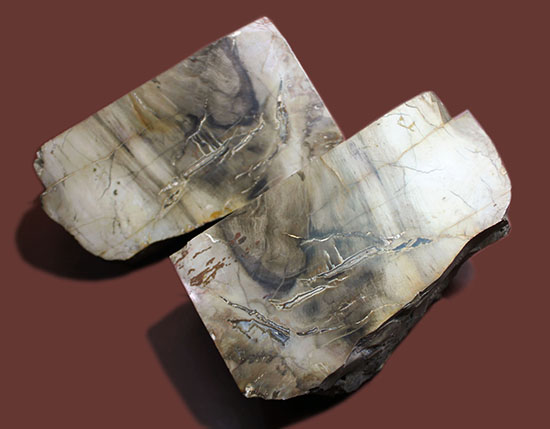 ２面の展示方法ができる古代の木化石、ブラジル産珪化木（ケイカボク）（その3）