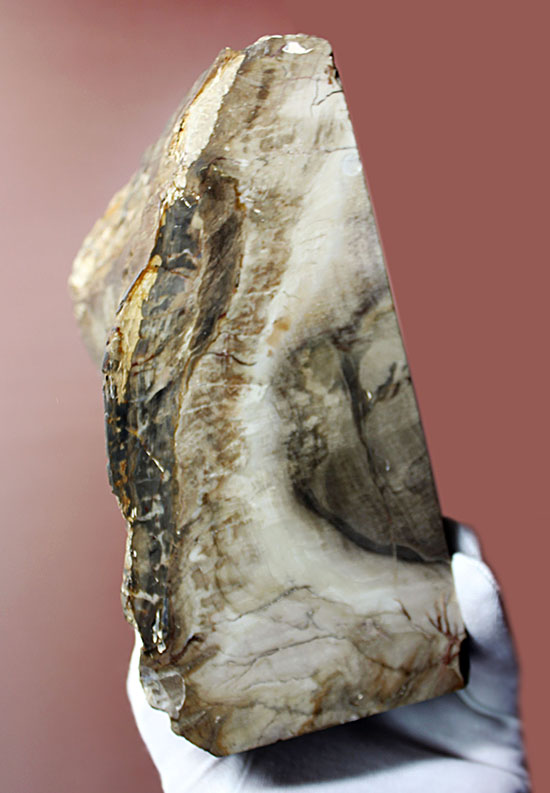 ２面の展示方法ができる古代の木化石、ブラジル産珪化木（ケイカボク）（その4）