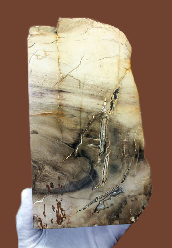 ２面の展示方法ができる古代の木化石、ブラジル産珪化木（ケイカボク）（その5）