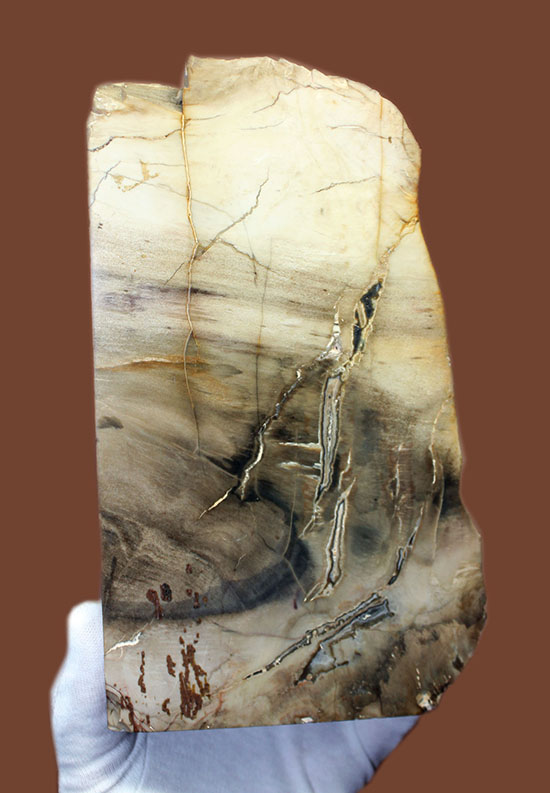 2面の展示方法ができる古代の木化石、ブラジル産珪化木(ケイカボク)(その5)