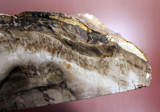 2面の展示方法ができる古代の木化石、ブラジル産珪化木（ケイカボク