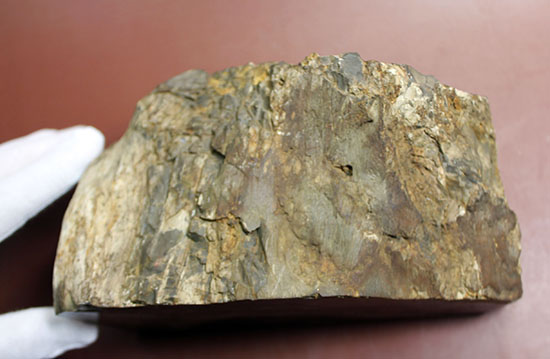 2面の展示方法ができる古代の木化石、ブラジル産珪化木 2面の展示方法ができる古代の木化石、ブラジル産珪化木