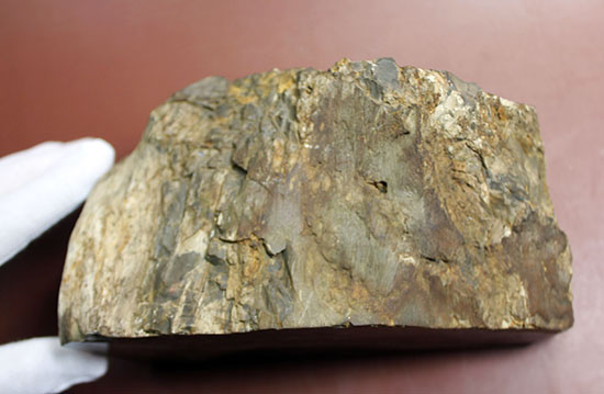 ２面の展示方法ができる古代の木化石、ブラジル産珪化木（ケイカボク）（その7）