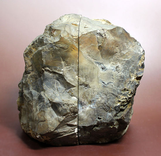 ２面の展示方法ができる古代の木化石、ブラジル産珪化木（ケイカボク）（その8）