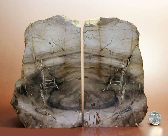 2億4800万年前の古代木化石！ジャスパー化した、艶やかな