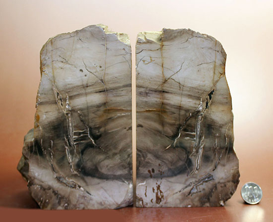 ２面の展示方法ができる古代の木化石、ブラジル産珪化木（ケイカボク）（その9）