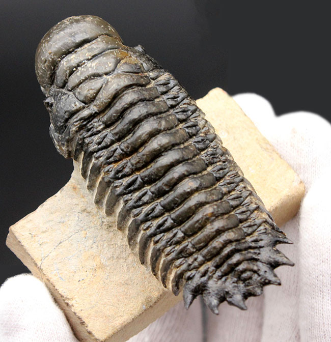 左右対称で良形、見事なクリーニングが施された三葉虫クロタロセファルス・ギブス(Crotalocephalus gibbus)。良形。(その1)