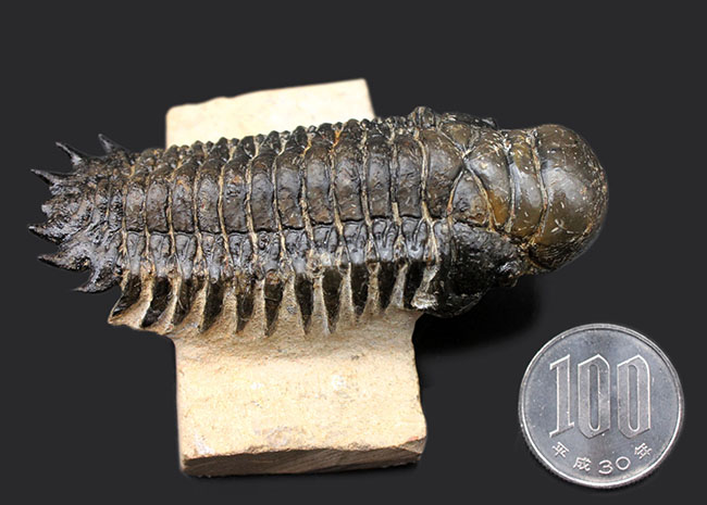 左右対称で良形、見事なクリーニングが施された三葉虫クロタロセファルス・ギブス(Crotalocephalus gibbus)。良形。(その10)