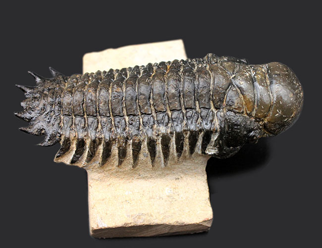 左右対称で良形、見事なクリーニングが施された三葉虫クロタロセファルス・ギブス(Crotalocephalus gibbus)。良形。(その2)