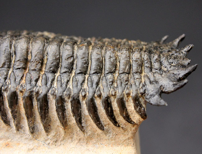 左右対称で良形、見事なクリーニングが施された三葉虫クロタロセファルス・ギブス(Crotalocephalus gibbus)。良形。(その5)