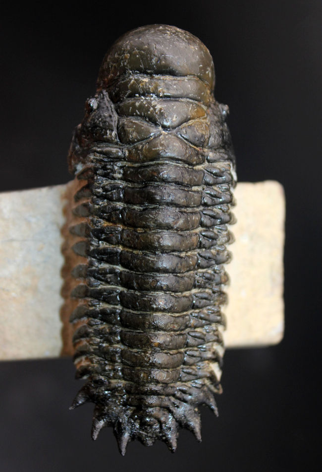 左右対称で良形、見事なクリーニングが施された三葉虫クロタロセファルス・ギブス(Crotalocephalus gibbus)。良形。(その6)