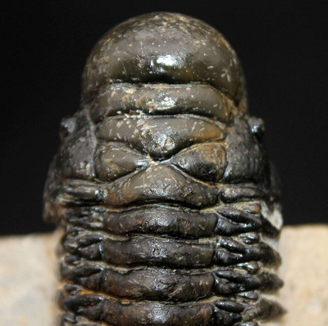 左右対称で良形、見事なクリーニングが施された三葉虫クロタロセファルス・ギブス(Crotalocephalus gibbus)。良形。(その7)