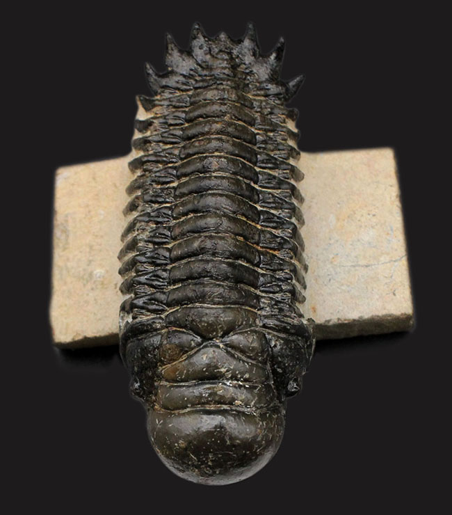左右対称で良形、見事なクリーニングが施された三葉虫クロタロセファルス・ギブス(Crotalocephalus gibbus)。良形。(その8)