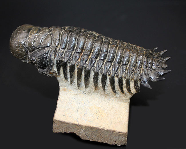 左右対称で良形、見事なクリーニングが施された三葉虫クロタロセファルス・ギブス(Crotalocephalus gibbus)。良形。(その9)