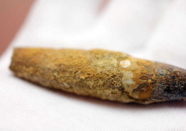 プレゼントにいかがでしょう?人気の肉食恐竜スピノサウルスの歯化石(その5)