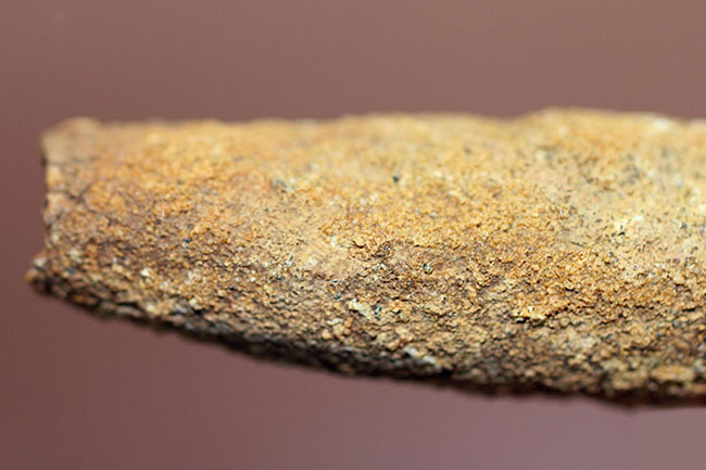 プレゼントにいかがでしょう?人気の肉食恐竜スピノサウルスの歯化石(その6)