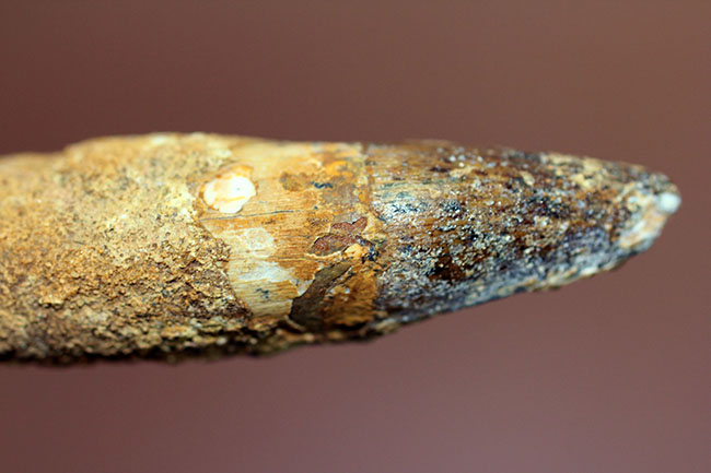 プレゼントにいかがでしょう?人気の肉食恐竜スピノサウルスの歯化石(その8)
