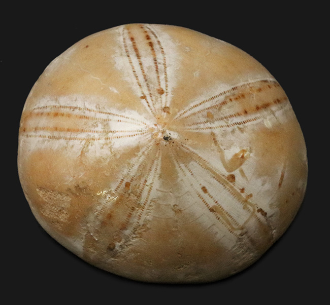 コーンのような形が特徴！欧州、オーストリアの始新世の地層で採集された、円錐形のウニ、コノクリプス（Conoclypus conoideus）（その1）