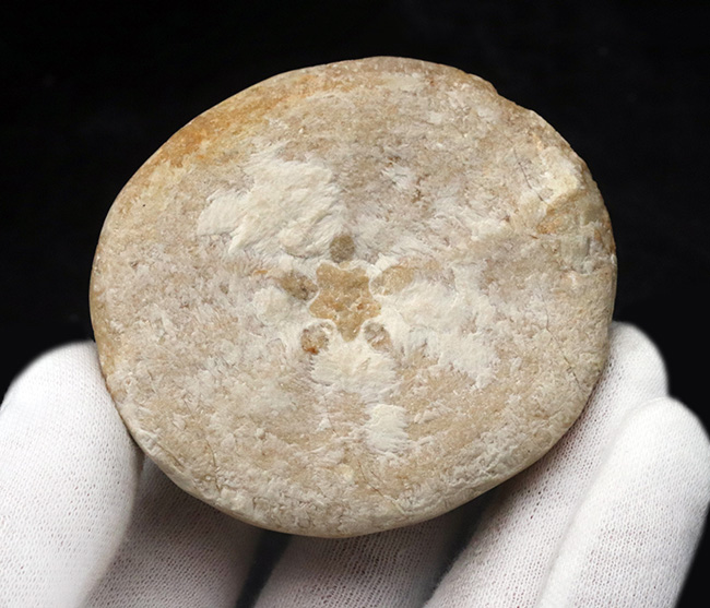 ウニの化石　Clypeaster portentosus　その２ thumbnail2.webp