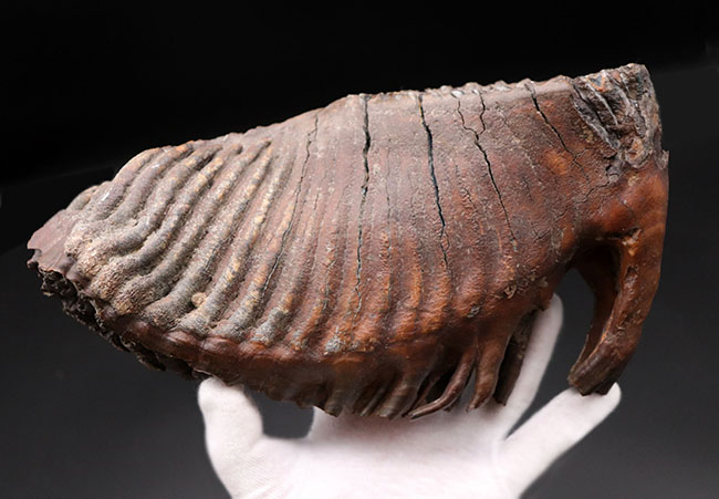 パーフェクト！珍しい産地、リトアニア産のケナガマンモス（Mammuthus primigenius）の巨大な臼歯の化石（その1）